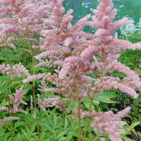 Astilbe x arendsii 'Bressingham Beauty'